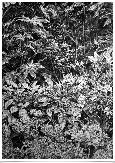 Undergrowth
pencil on paper
31 x 43 cm